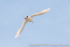 Phaethon rubricauda rubricauda