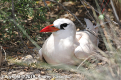 Phaethon rubricauda rubricauda