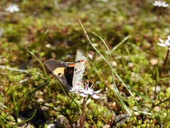 Pseudalmenus chlorinda