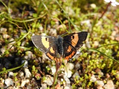 Pseudalmenus chlorinda