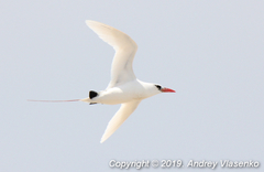 Phaethon rubricauda rubricauda