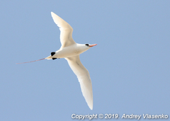 Phaethon rubricauda rubricauda