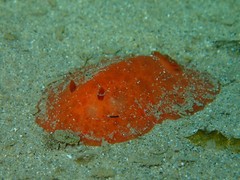 Discodoris paroa