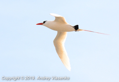 Phaethon rubricauda rubricauda