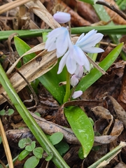 Scilla mischtschenkoana