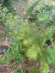 Persoonia linearis