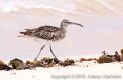 Numenius phaeopus phaeopus