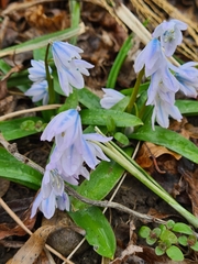 Scilla mischtschenkoana