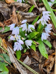 Scilla mischtschenkoana