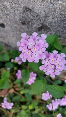 Lantana montevidensis