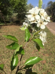 Pyrus pashia