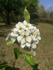 Pyrus pashia
