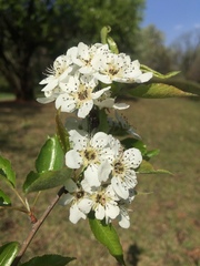 Pyrus pashia