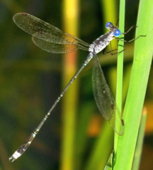 Lestes tridens