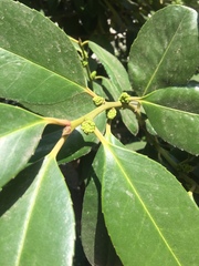 Ilex latifolia