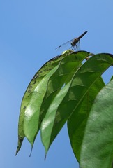 Orchithemis