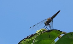Orchithemis