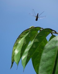 Orchithemis