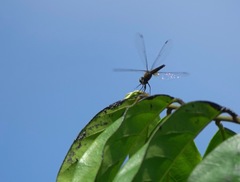 Orchithemis