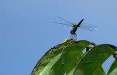 Orchithemis
