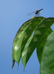 Orchithemis