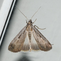 Tathorhynchus exsiccata