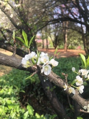 Prunus salicina
