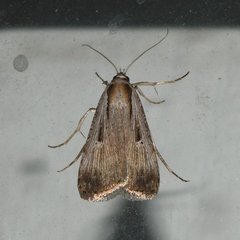 Tathorhynchus exsiccata