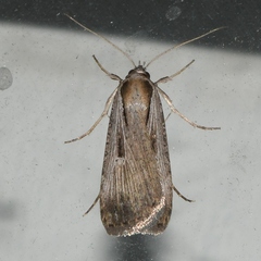 Tathorhynchus exsiccata