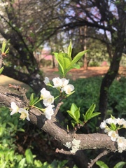 Prunus salicina