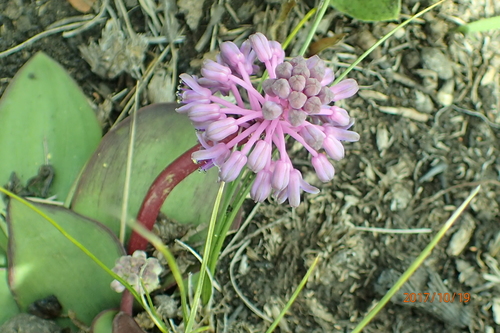 Ledebouria sandersonii