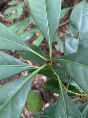 Lithocarpus brevicaudatus