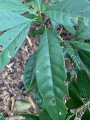 Lithocarpus brevicaudatus