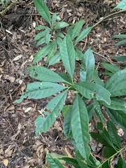 Lithocarpus brevicaudatus