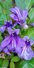 Ajuga pygmaea