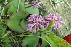Ledebouria sandersonii