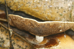 Cyclocybe parasitica