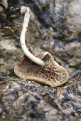 Cyclocybe parasitica