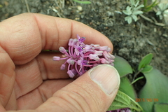 Ledebouria sandersonii