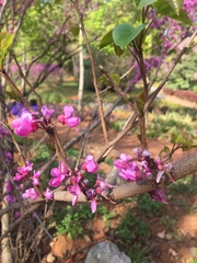 Cercis chinensis