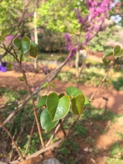 Cercis chinensis