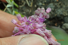 Ledebouria sandersonii