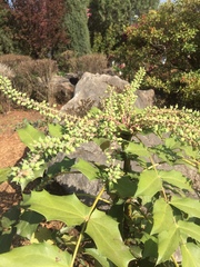 Berberis duclouxiana