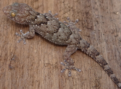 Chondrodactylus