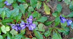 Ajuga pygmaea