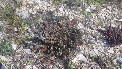 Petrosedum ochroleucum