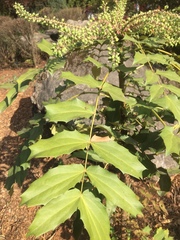 Berberis duclouxiana