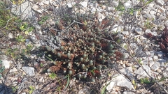 Petrosedum ochroleucum