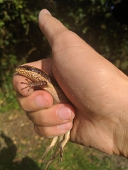 Trachylepis planifrons