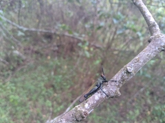 Eupropacris uniformis